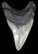 Curved Megalodon Tooth - Nice Blade #33027-2